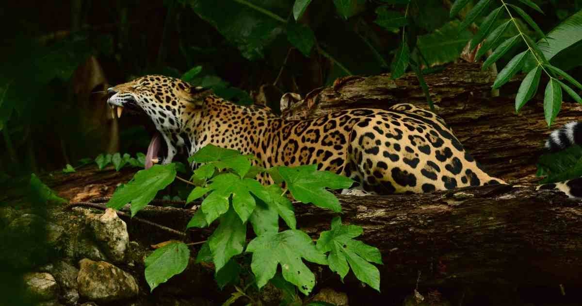 Jaguar In Yawning In The Jungle In Belize