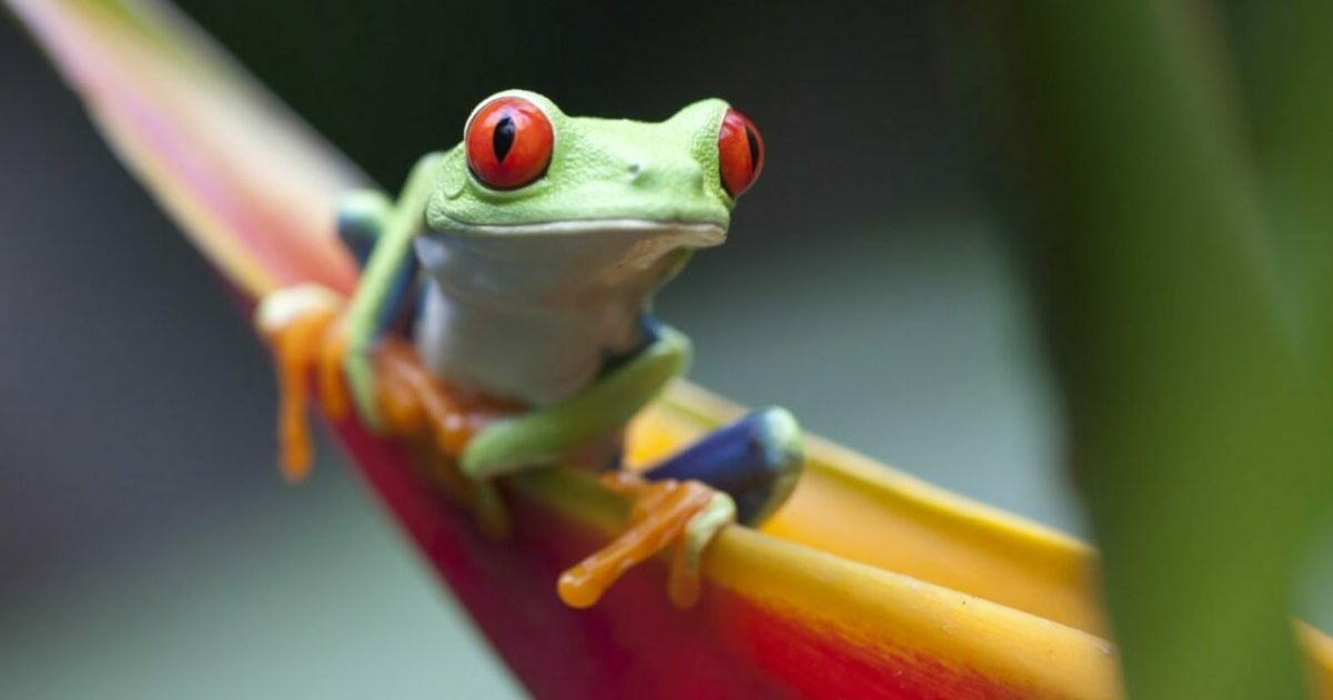 Colourful Frog On Plant