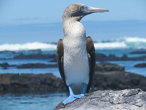 Galapagos Land Holiday Beyond Tourism