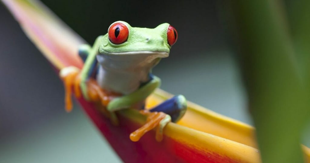 Where To Go in The October Half Term Holidays 5 Colourful frog on plant