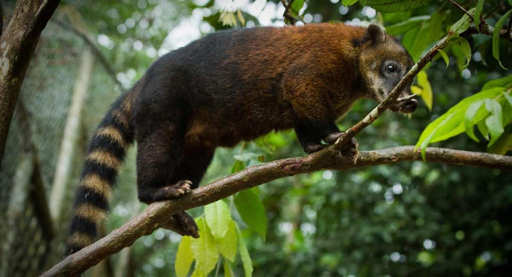 Ecuador Amazon Wildlife Coati