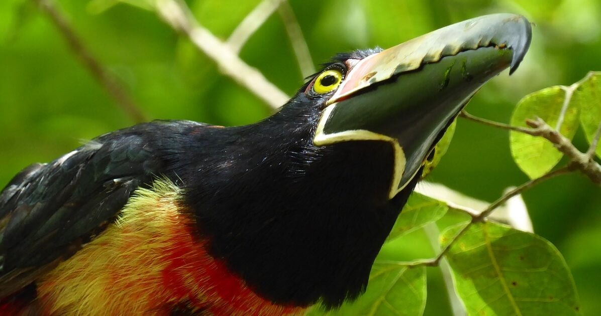 Alternative Destinations To Travel To At Christmas 4 Black and red bird in Guatemala