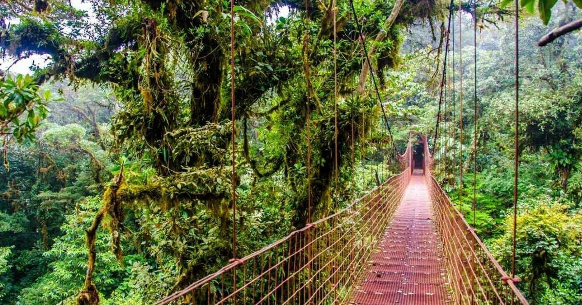 Costa-Rica-Monteverde-Cloudforest-Hanging-Bridge Hanging bridge in the Monteverde Cloud Forest