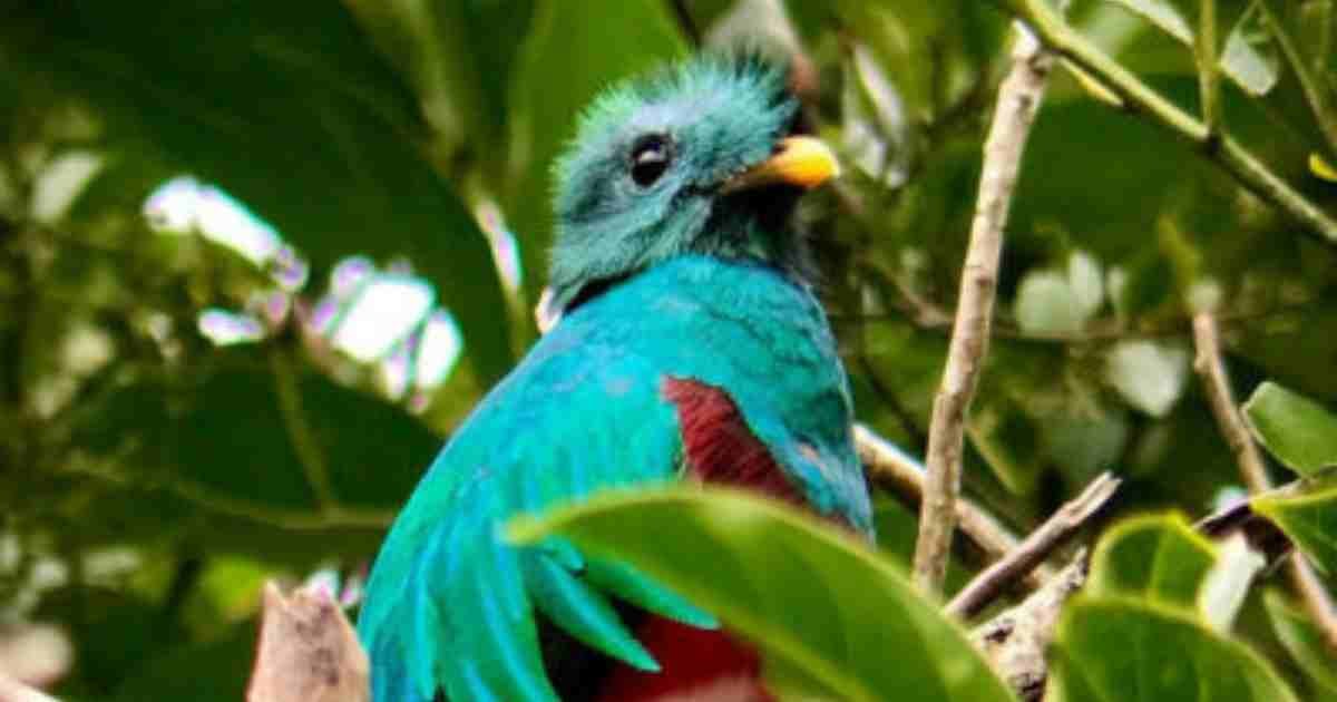 Quetzal In Guatemala