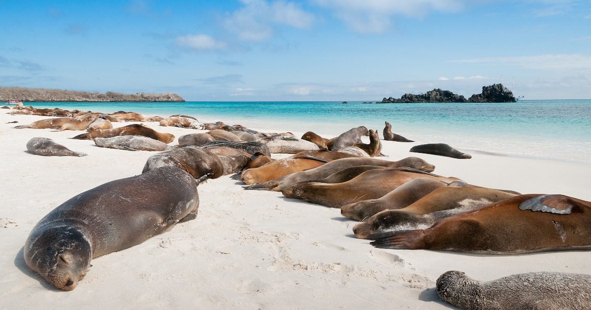 Sea Lions Lazing On The Beach In The Galapagos Islands
