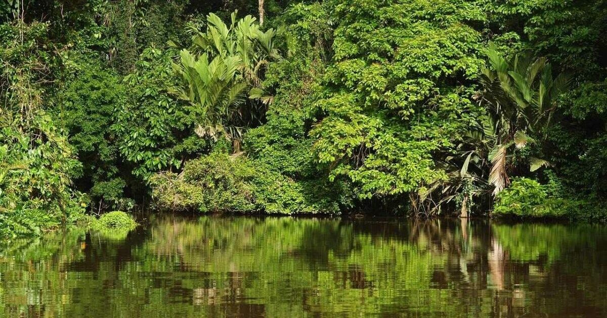 Green trees reflecting in the river