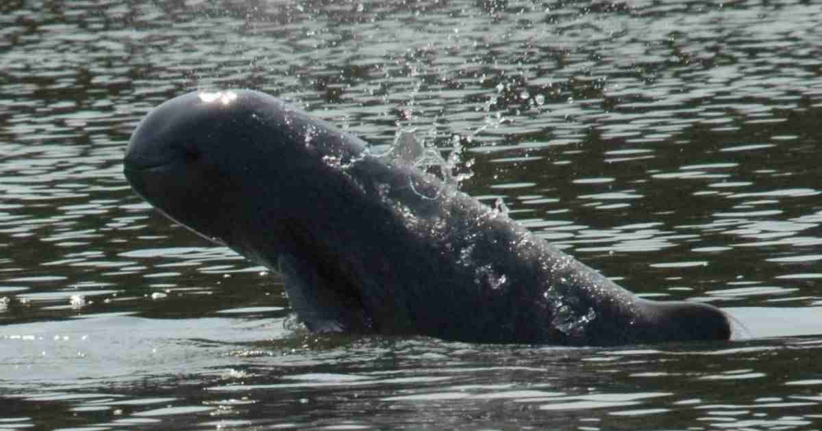 5 Unforgettable Travel Experiences for Families 5 Dolphins swimming in the Mekong in Cambodia