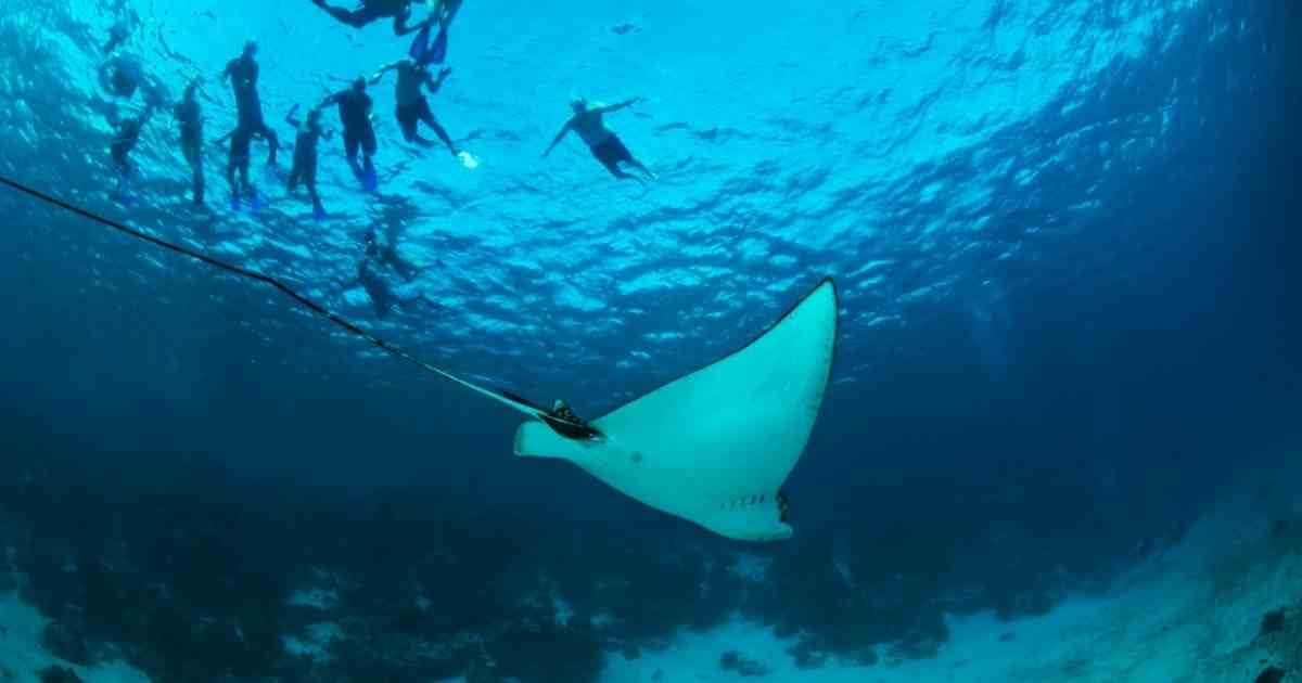 snorkellers swimming with rays in Belize