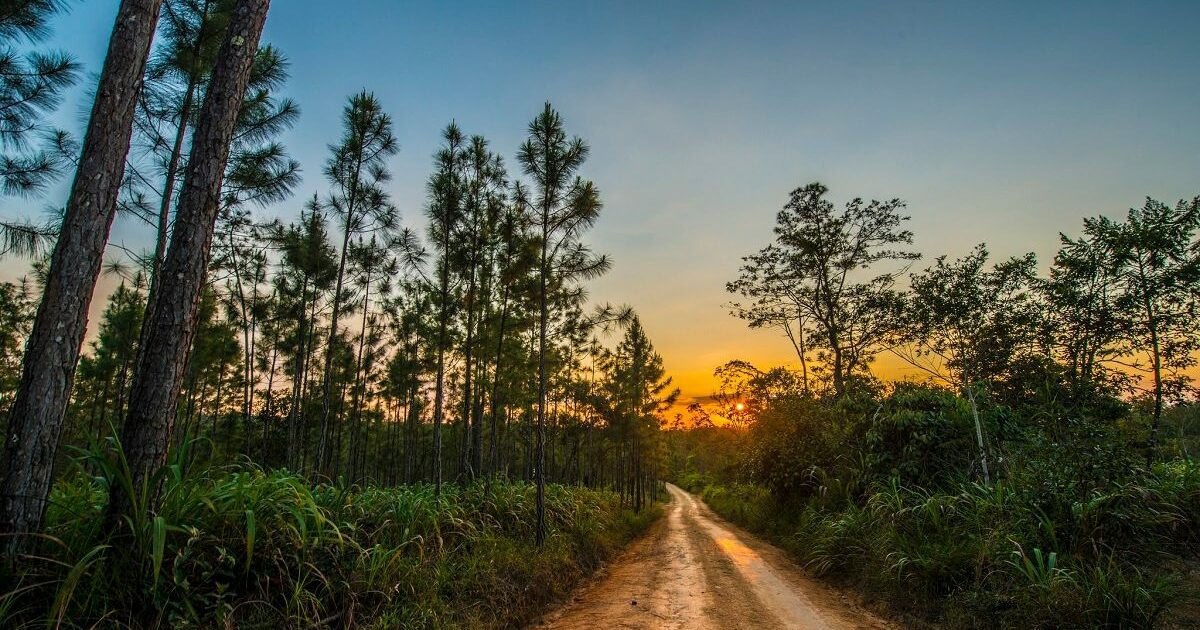 Path through the jungle in Belize at dusk