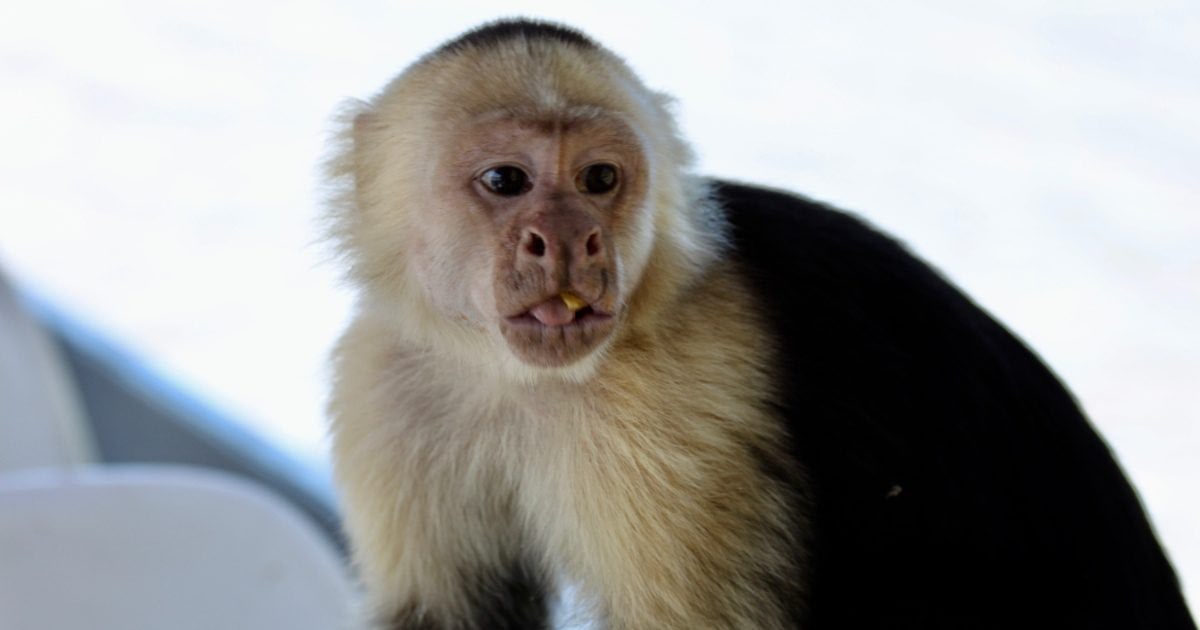 Where to Go in the Summer Holidays 2 Monkey in Costa Rica