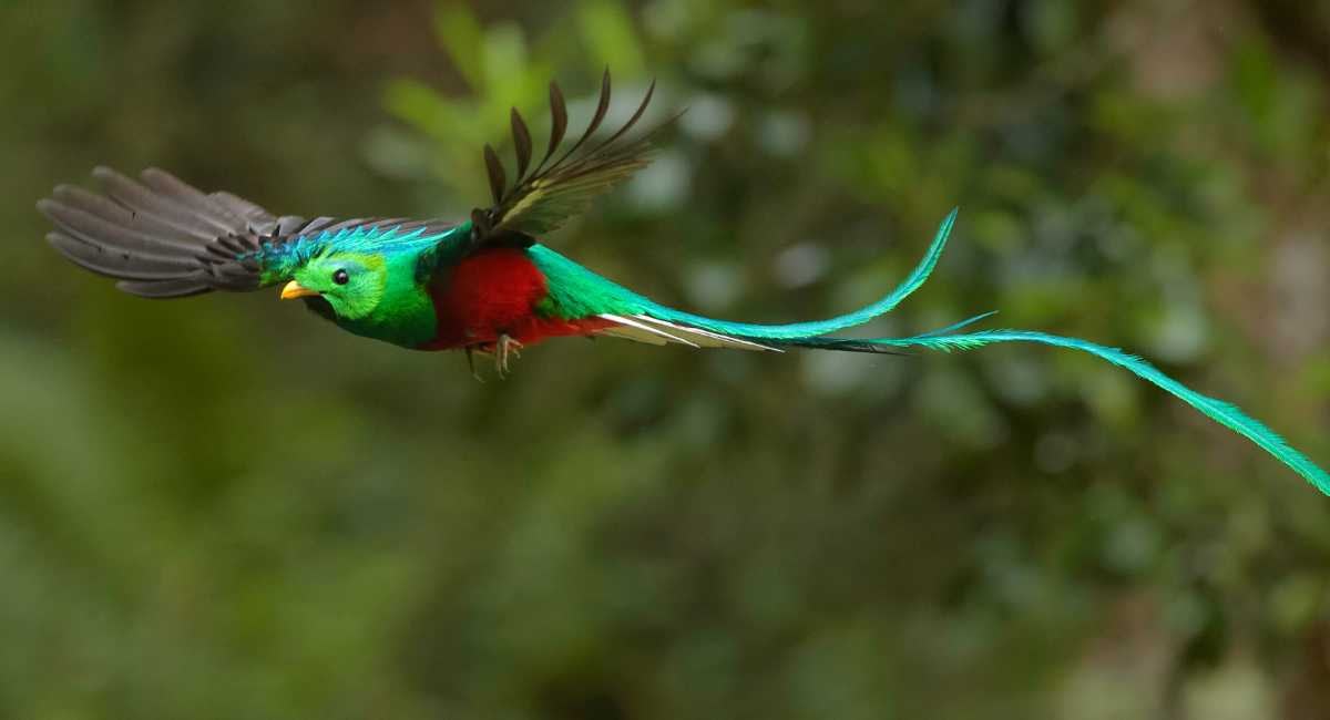 Costa Rica Wildlife Quetzal Bird