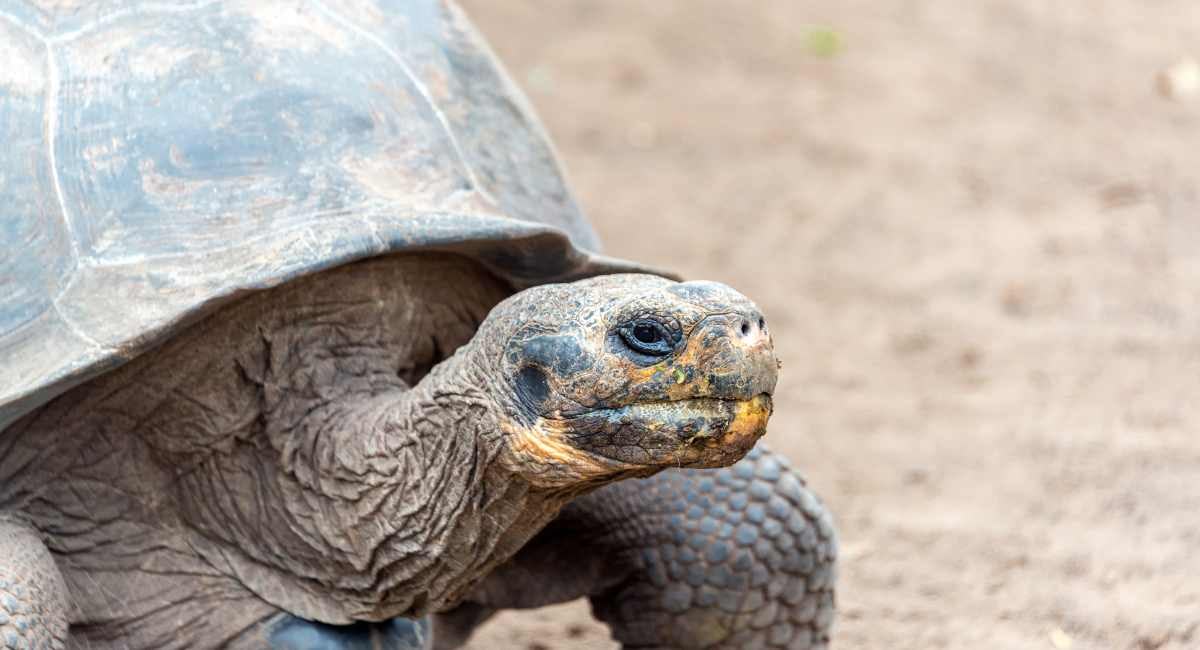 Galapagos Wildlife Giant Tortoise