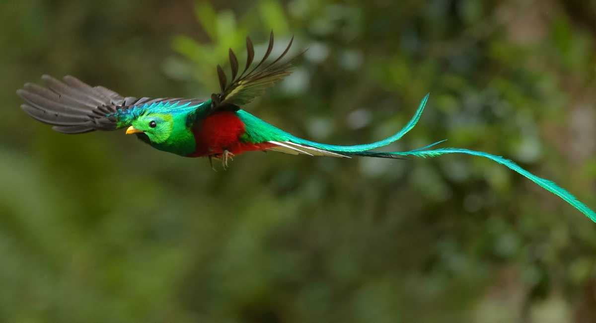 Go Wild: Best Wildlife Experiences in 2023 2 costa rica wildlife quetzal bird