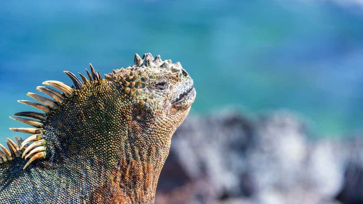 Marine Iguana Bathing On A Rock