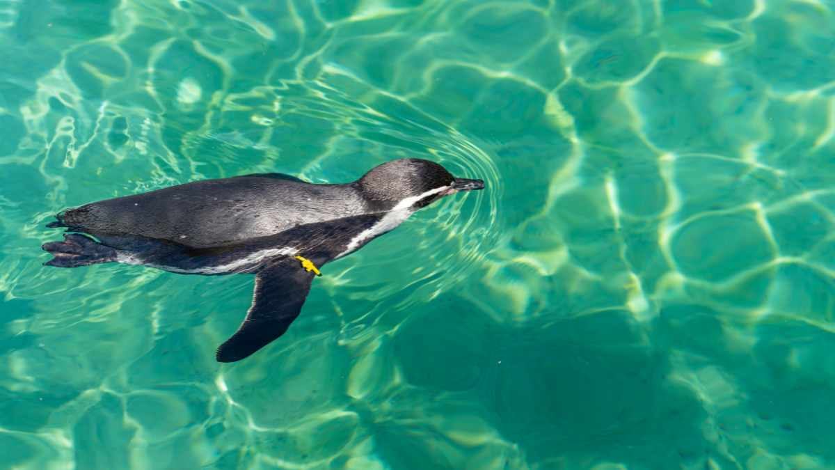 Galapagos Penguin Swimming