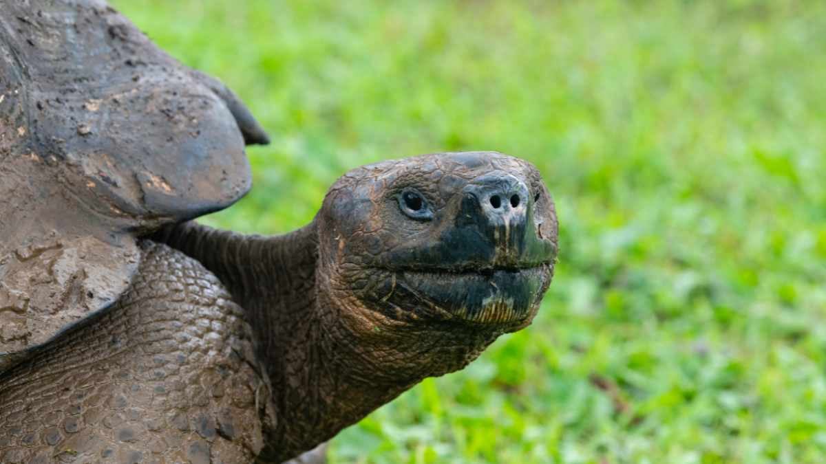 Giant Tortoise In The Galapagos