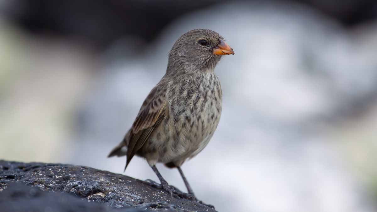 A Guide To The Wildlife of The Galápagos Islands 2 darwin's finsh in the galapagos islands