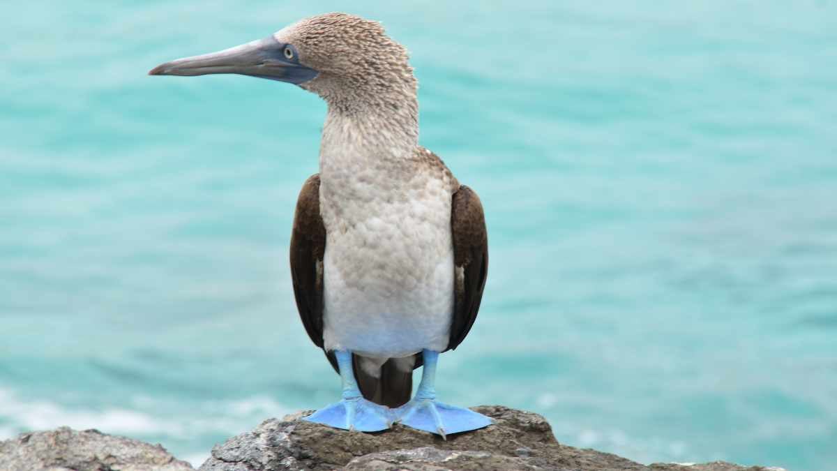 blue footed booby in the galapagos