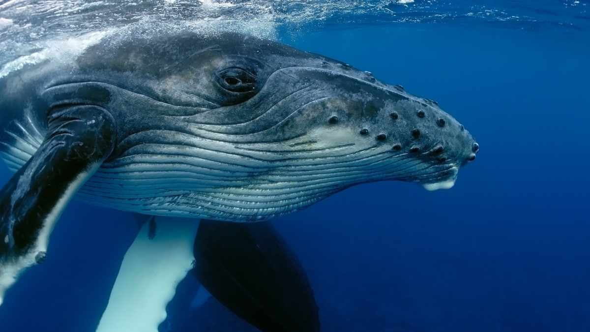 A Guide To The Wildlife of The Galápagos Islands 7 wildlife of the galápagos islands Beyond Tourism