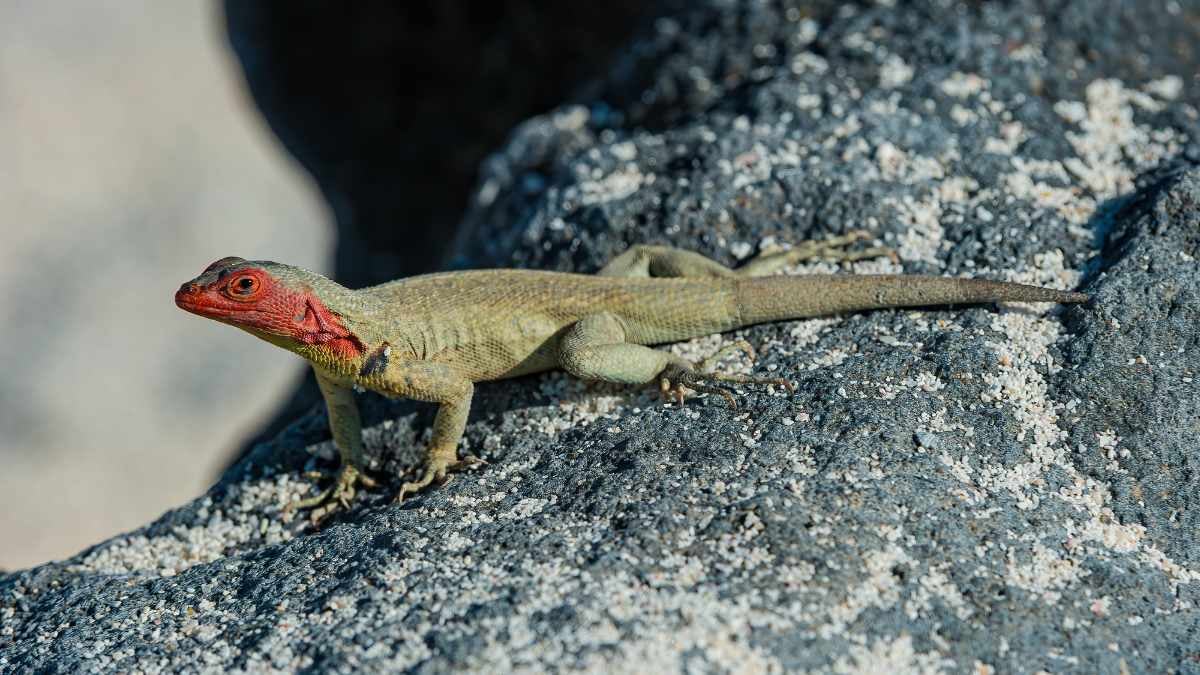 A Guide To The Wildlife of The Galápagos Islands 3 lava lilzard in the galapagos