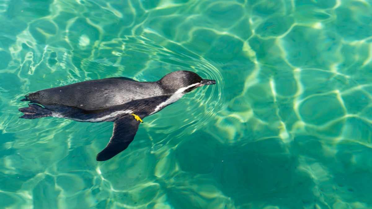 Wild at Heart: Your Dream Wildlife Bucket List for 2024