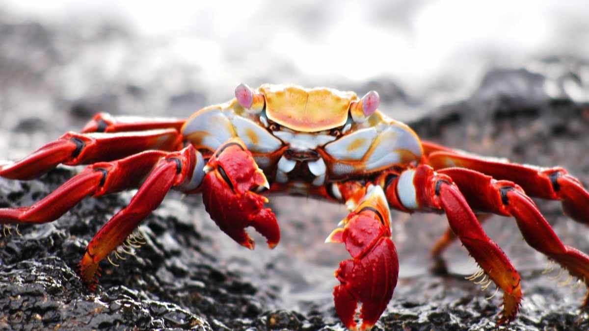 A Guide To The Wildlife of The Galápagos Islands 8 sally lightfoot crab in the galapagos