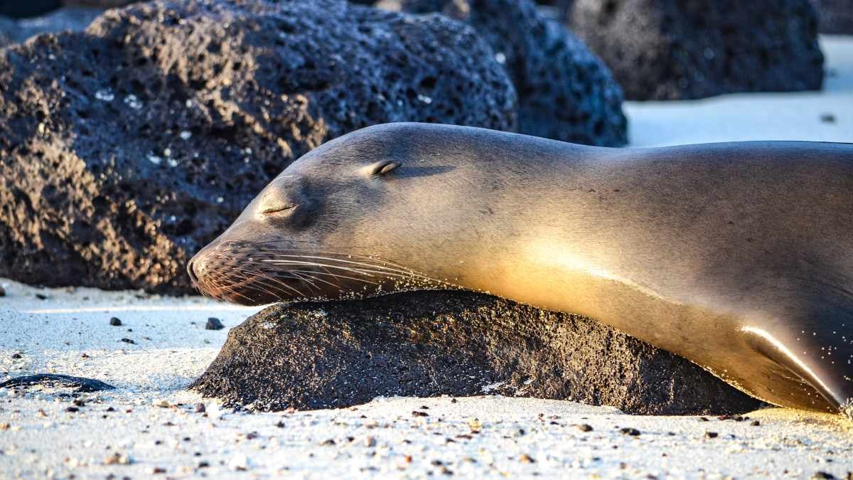 A Guide To The Wildlife of The Galápagos Islands 6 sea lion in the galapagos