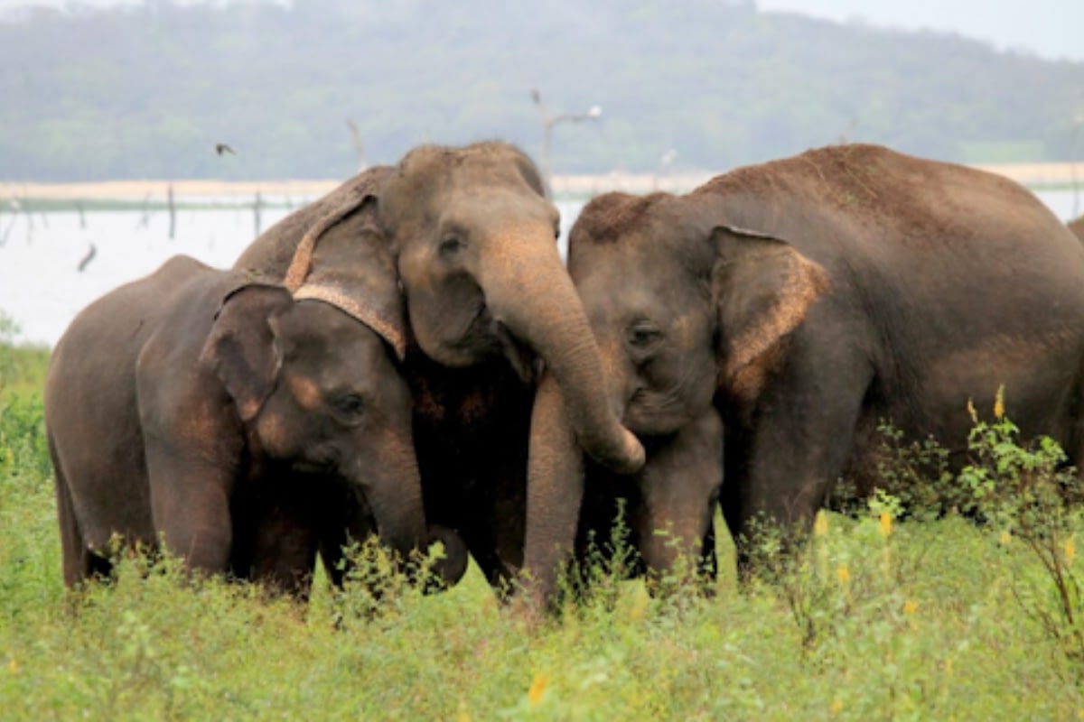Sri Lanka Family Travel: Two journeys, two rhythms – which feels like you? Sri Lanka Family Travel: Two journeys, two rhythms – which feels like you?