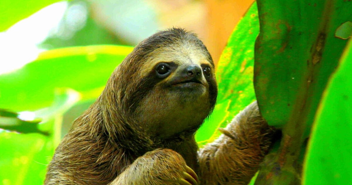 Wild at Heart: Your Dream Wildlife Bucket List for 2024 2 Sloth in a green tree