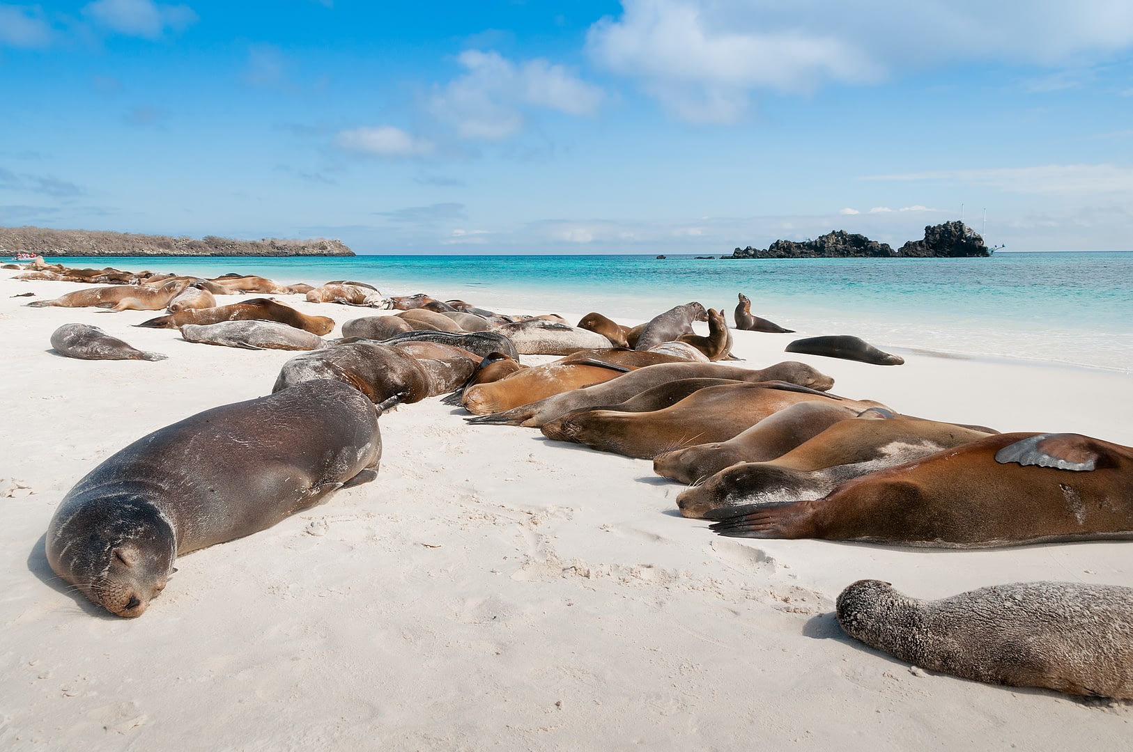 The Ultimate Guide to Wildlife Holidays on the Galápagos Islands The Ultimate Guide to Wildlife Holidays on the Galápagos Islands