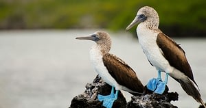 Galapagos By Land Holiday 3 Galapagos land holiday Beyond Tourism