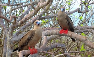 Solaris Yacht Holiday 5 galapagos yacht holiday Beyond Tourism