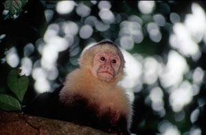 Costa Rica Highlights 7 Costa Rica Wildife