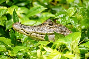 Family Adventure Holiday 3 Family holiday to Costa Rica- alligator in the leaves
