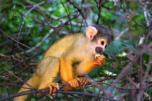 Colombia Wildlife Holiday Beyond Tourism