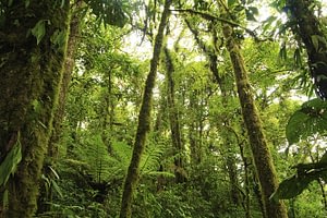 Costa Rica Highlights 4 thinkstockphotos-536750841