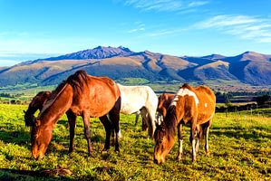 Web Ecuador 1