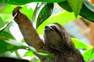 Family holiday to Costa Rica- Sloth reaching for leaves 