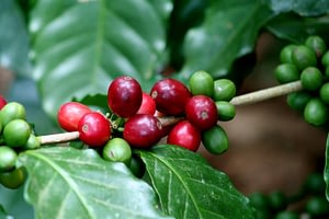 Contrasts of Nicaragua 3 two week nicaragua holiday Beyond Tourism