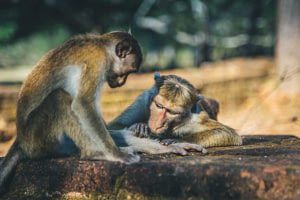 Sri Lanka Family Highlights 5 Sri Lanka family highlights Beyond Tourism