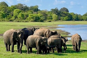 Sri Lanka Family Highlights 3 Sri Lanka family highlights Beyond Tourism