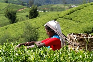 Sri Lanka two week itinerary Beyond Tourism