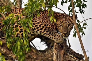 Sri Lanka Explorer 7 Sri Lanka two week itinerary Beyond Tourism