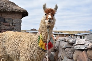 Peruvian Family Explorer 6 Beyond Tourism