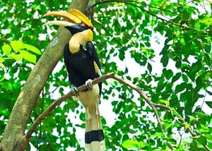 Elephants Jungle & Beach Holiday 10 two week thailand holiday Beyond Tourism