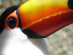 Wildlife Holiday In Costa Rica Beyond Tourism