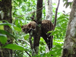 Ecuador Explorer Holiday 3 amazon