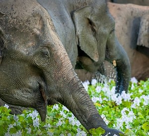 Elephants Jungle & Beach Holiday 5 two week thailand holiday Beyond Tourism