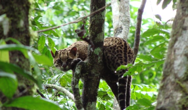 Ecuador Amazon ecuador experiences Beyond Tourism