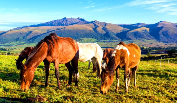 Ecuador Andes Horses ecuador experiences Beyond Tourism